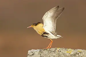 Flapping: Ruff displaying