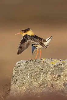 Flapping: Ruff displaying