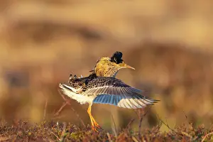 Flapping: Ruff displaying