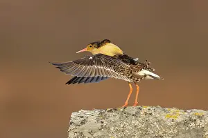 Flapping: Ruff displaying