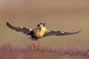 Flapping: Ruff displaying