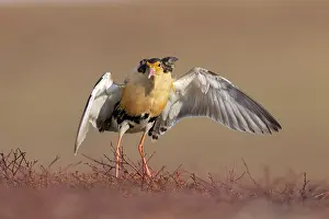 Flapping: Ruff displaying