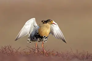 Flapping: Ruff displaying