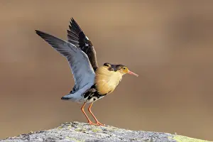 Flapping: Ruff displaying