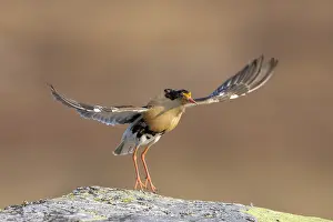 Flapping: Ruff displaying