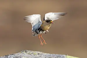 Flapping: Ruff displaying