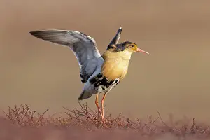 Flapping: Ruff displaying