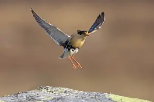 Flapping: Ruff displaying