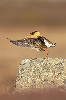 Ruff displaying