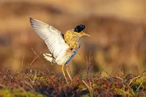Flapping: Ruff displaying
