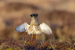 Flapping: Ruff displaying