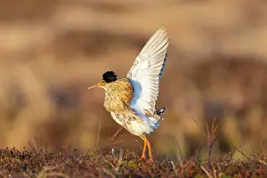 Flapping: Ruff displaying