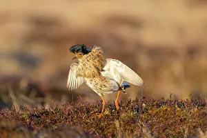 Flapping: Ruff displaying
