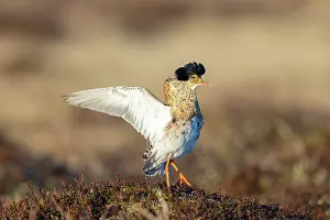 Flapping: Ruff displaying