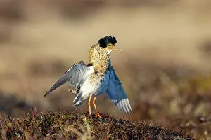 Flapping: Ruff displaying