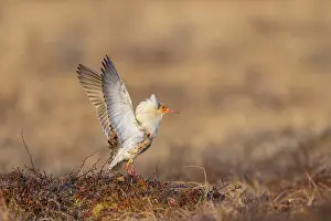 Flapping: Ruff displaying