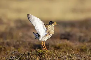 Flapping: Ruff displaying