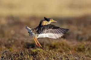 Flapping: Ruff displaying