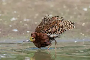 Pugnax: Ruff - displaying male - Germany