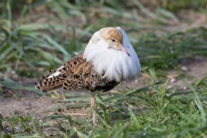 Pugnax: Ruff - displaying male - Germany