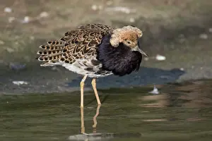 Pugnax: Ruff - displaying male - Germany
