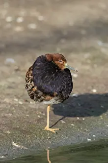 Pugnax: Ruff - displaying male - Germany