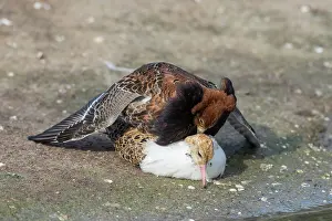 Pugnax: Ruff - displaying males - Germany