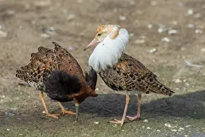 110121: Ruff - displaying males - Germany