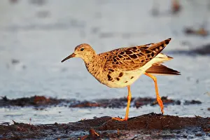 Biebrza: Ruff in eclipse plumage on migration in the marsh