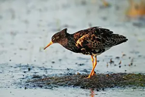 Biebrza: Ruff in eclipse plumage on migration in the marsh