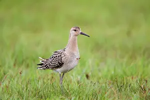 Reeves: Ruff - female