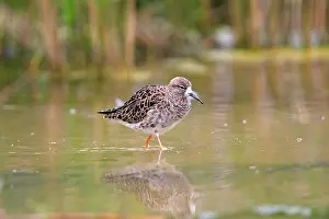 Reeves: Ruff - Female