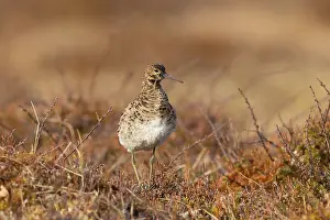 Shorebird: Ruff female