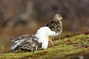 Communicatioin: Ruff - female with male in breeding plumage