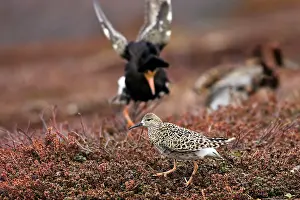 Ruffs: Ruff - female with male in breeding plumage