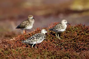 Ruffs: Ruff - females