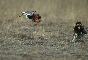 Pugnax: Ruff - fighting - lek