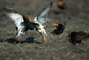 Pugnax: Ruff - fighting on lek