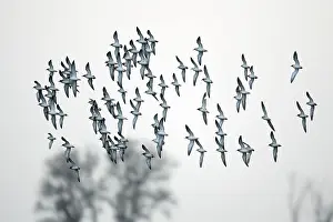 Pugnax: Ruff - flock in flight