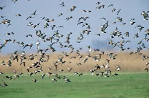 Pugnax: RUFF - Flock migrating north in spring