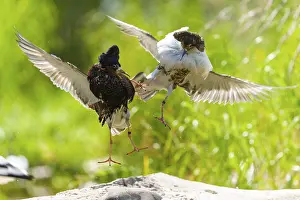 Fight: Two ruff flying together fighting