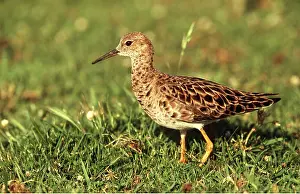 Ruffs: RUFF - on grass, side-view