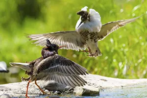 Fight: Ruff in an intense diving fight