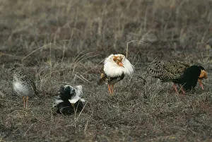 Pugnax: Ruff lek - 3 males on lek with female