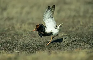 Leks: Ruff - Lek male wing flutter