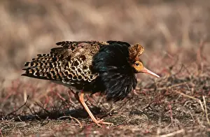 Lekking: RUFF - lek posture