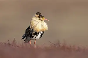 Shorebird: Ruff male