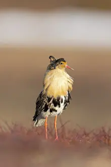 Shorebird: Ruff male