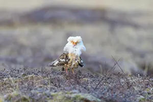 Shorebird: Ruff male