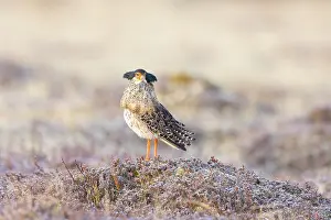 Shorebird: Ruff male